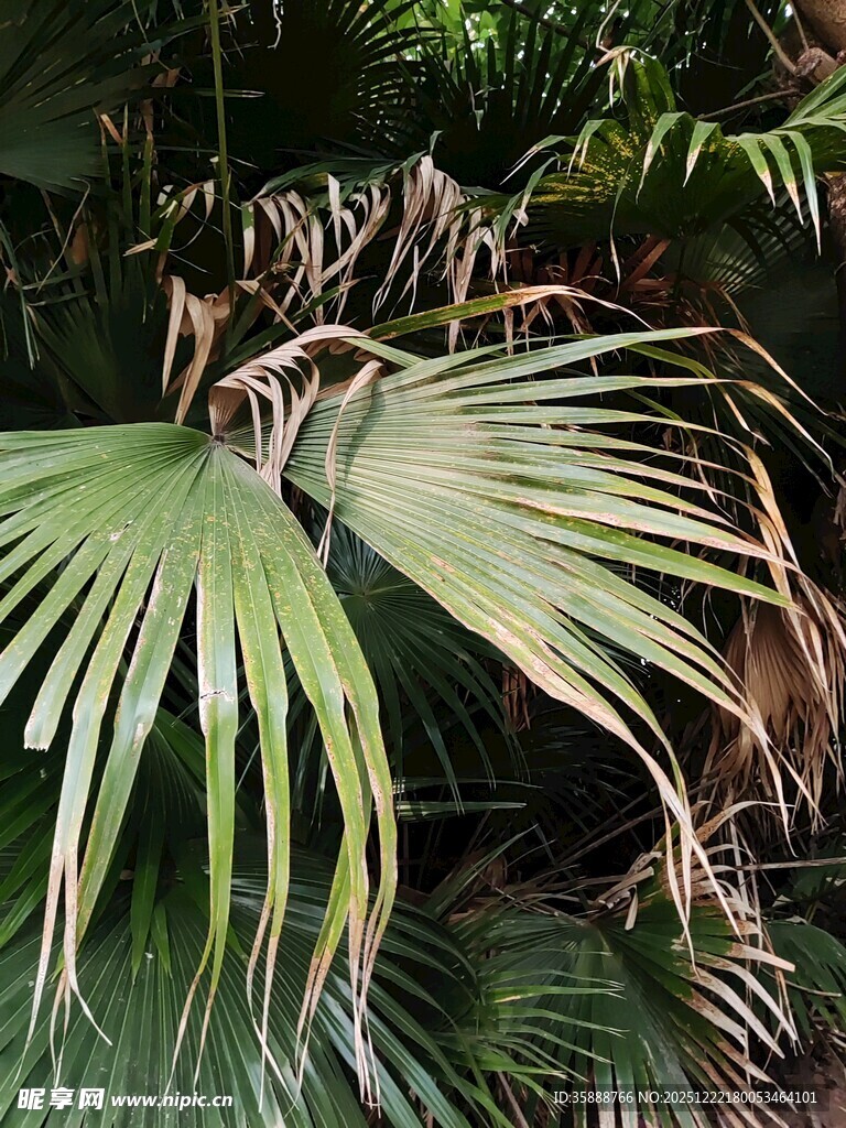 翠绿棕叶展现自然生机