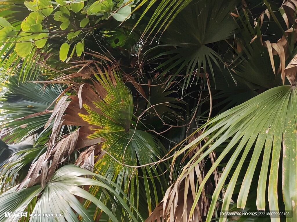 繁茂热带植物景观