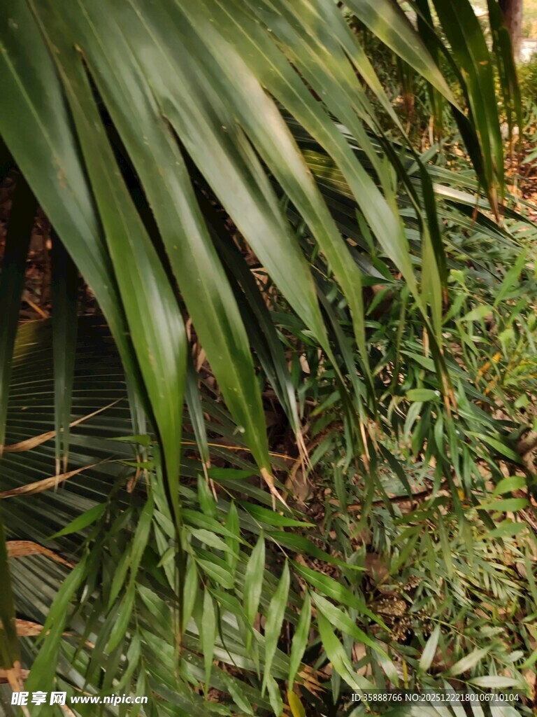 翠绿繁茂的热带植物叶片