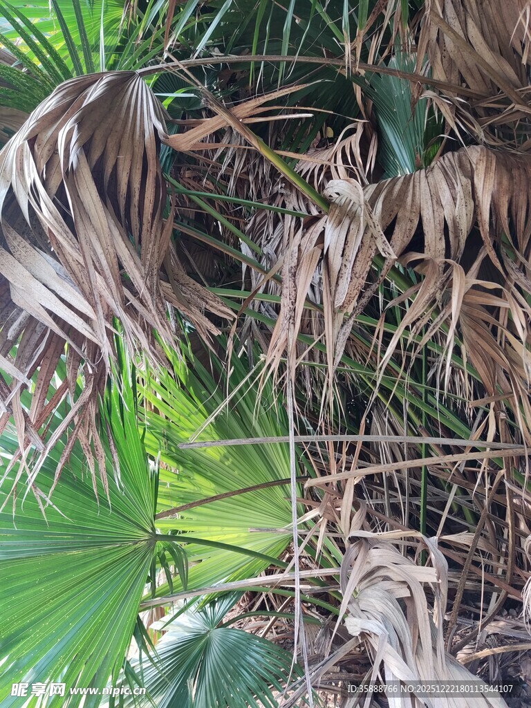 新生绿叶与枯萎植物并存