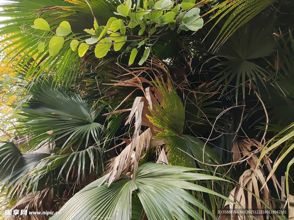 繁茂热带植物景观