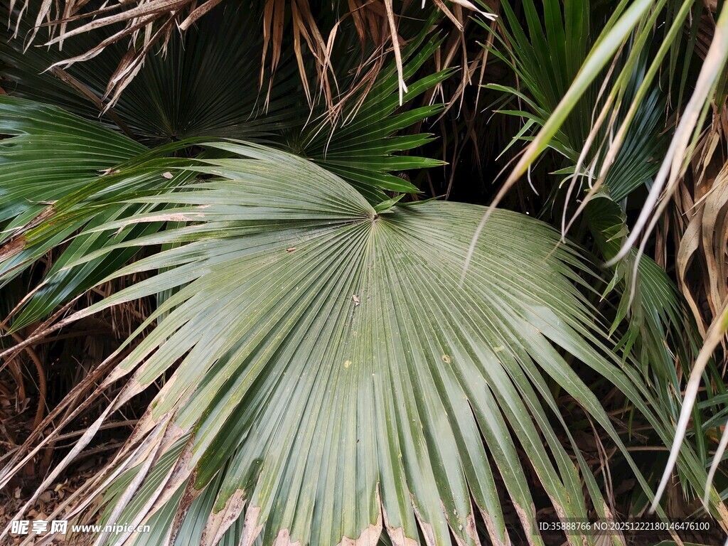 扇形棕榈叶特写