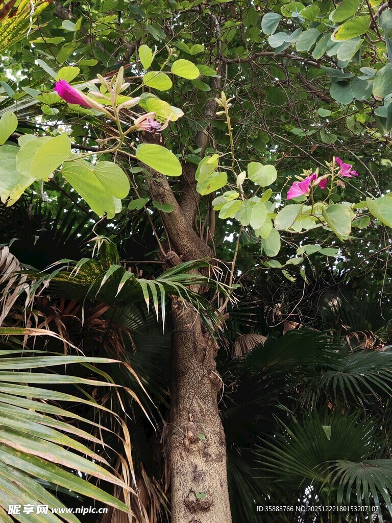 绿叶繁花的树木景观