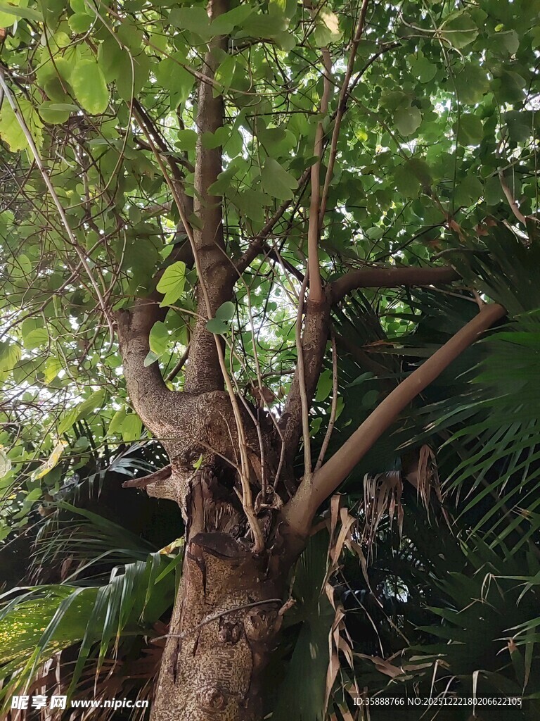 粗壮树干与繁茂枝叶