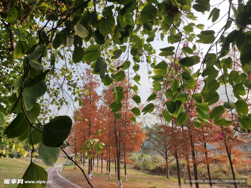 林间秋色绿叶红树相映趣