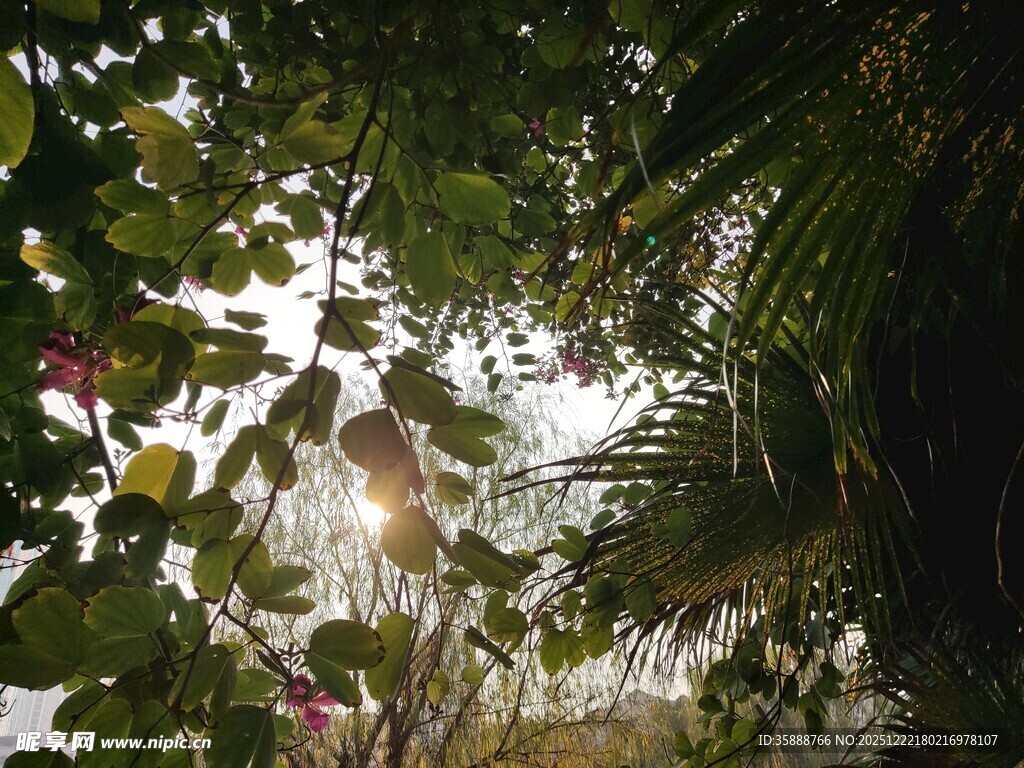 阳光洒落的繁茂绿植世界