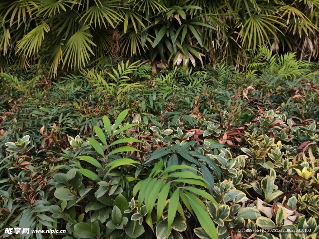 繁茂绿植景观