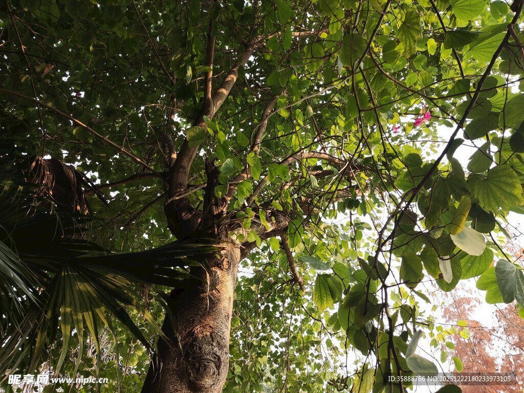 仰视繁茂大树的翠绿树冠