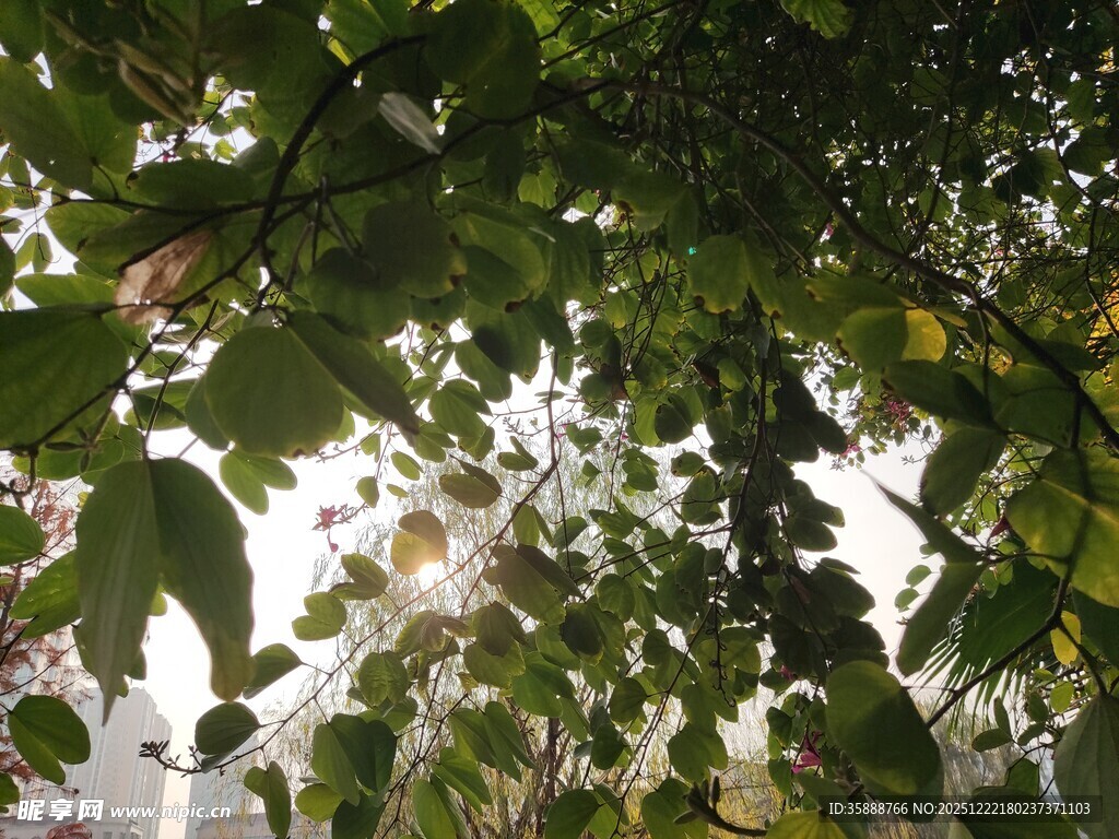 枝叶繁茂的绿意景象