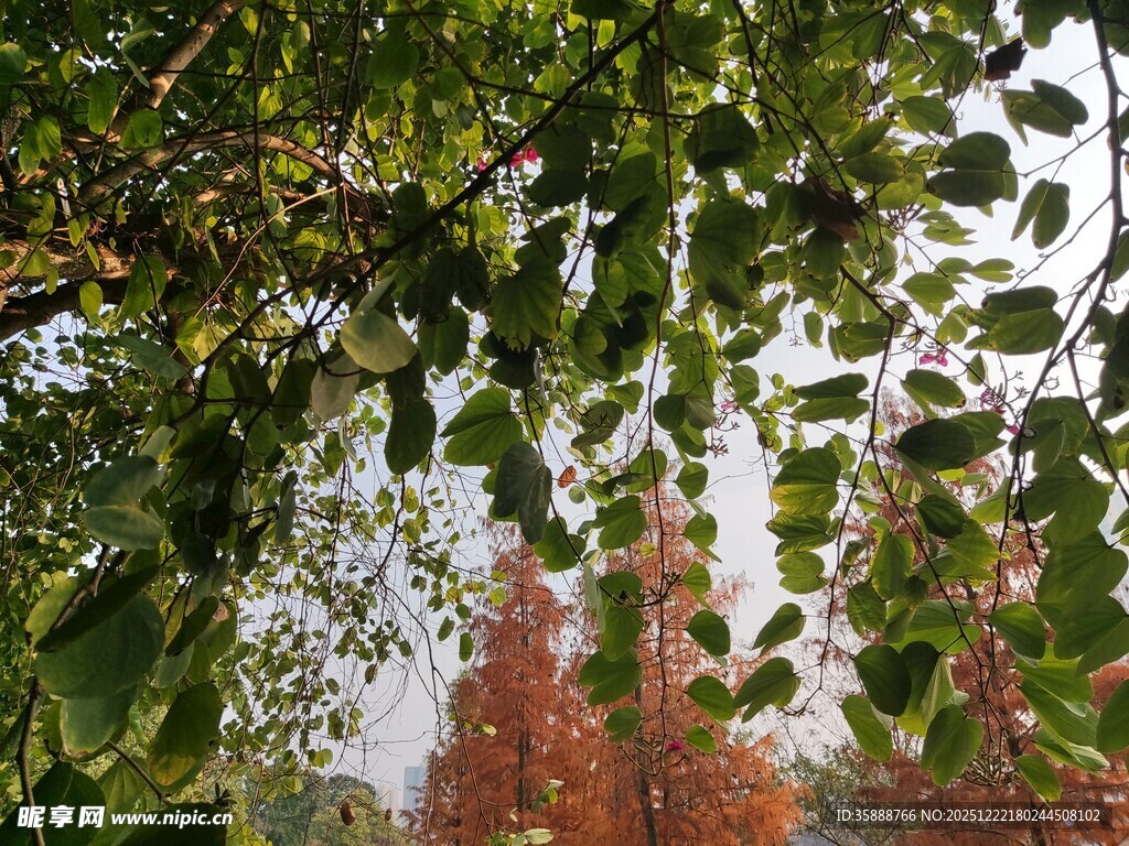 绿叶红树相映成趣