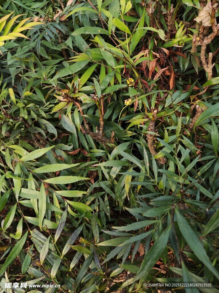 茂密绿植特写