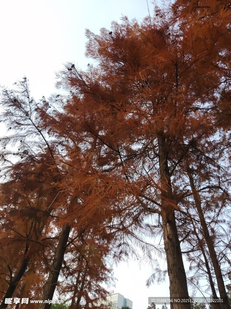 秋日红杉林美景