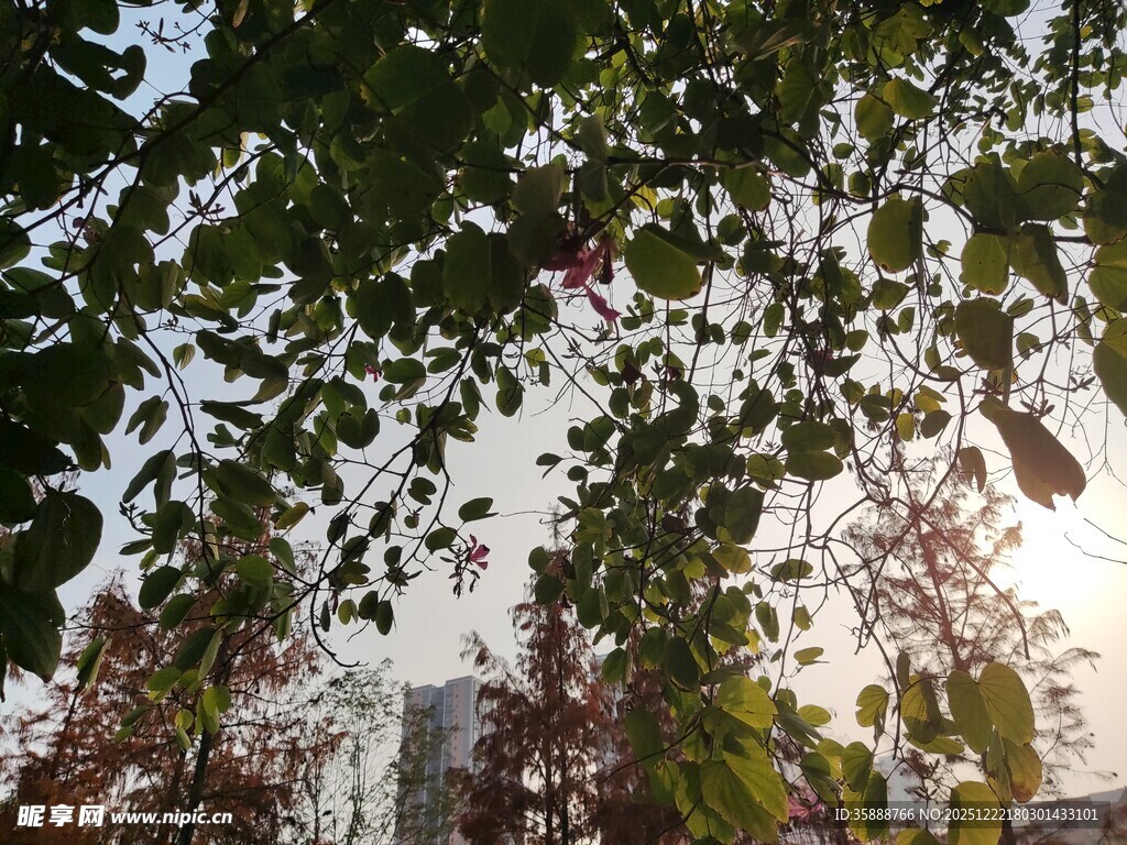 阳光下的繁茂树叶