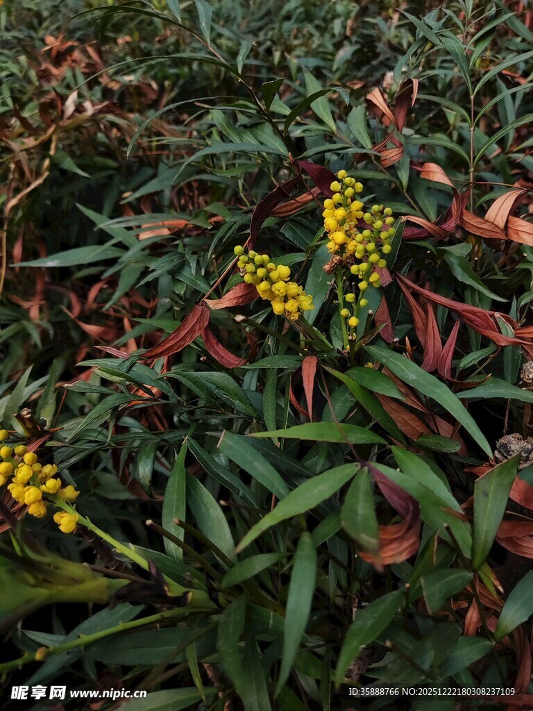 绿叶间的黄色小花绽放