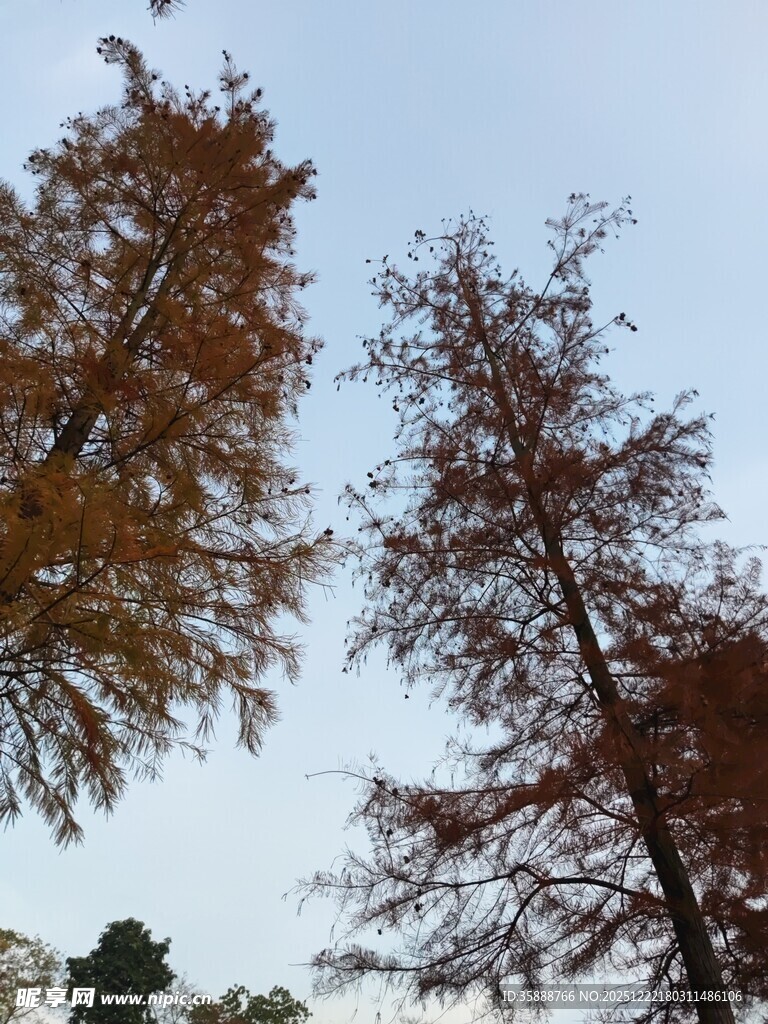 秋日高耸树木蓝天景致