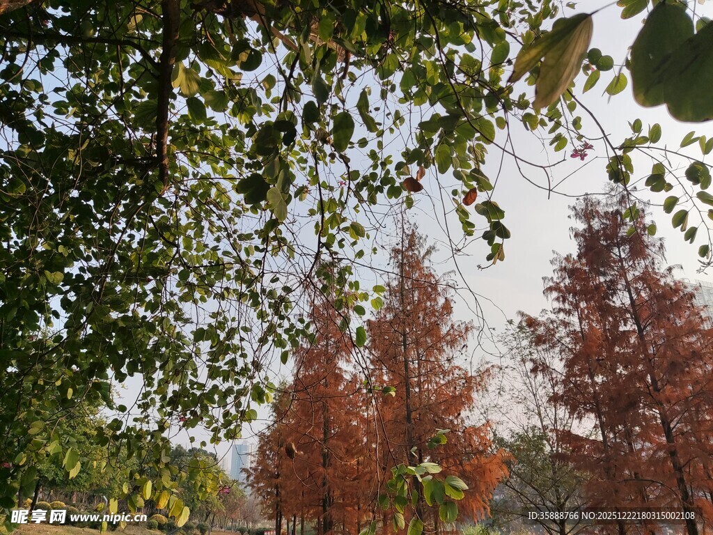 秋日红树与枝叶景观