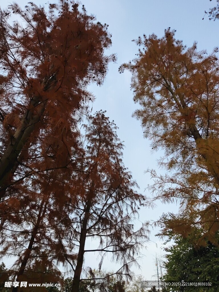 秋日金黄树林美景