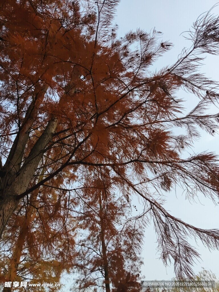 秋日红杉树枝叶特写