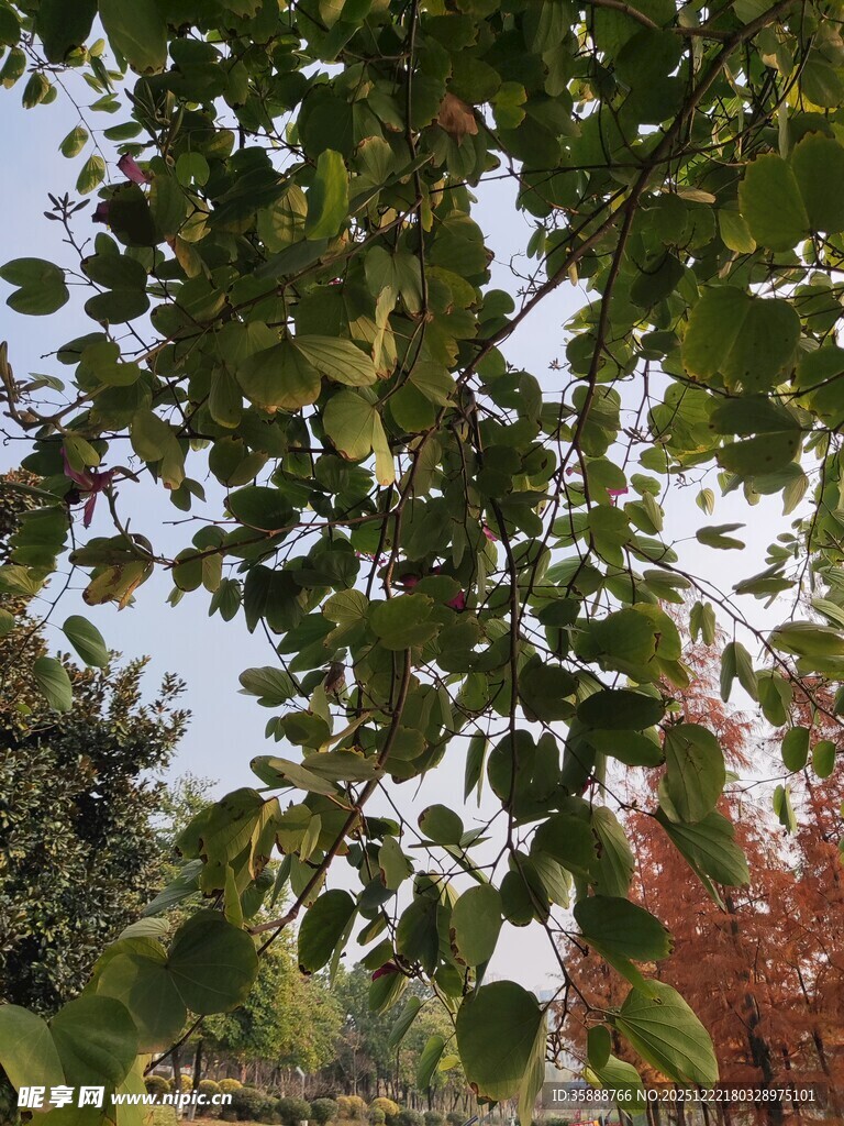 绿叶繁茂的树木景观