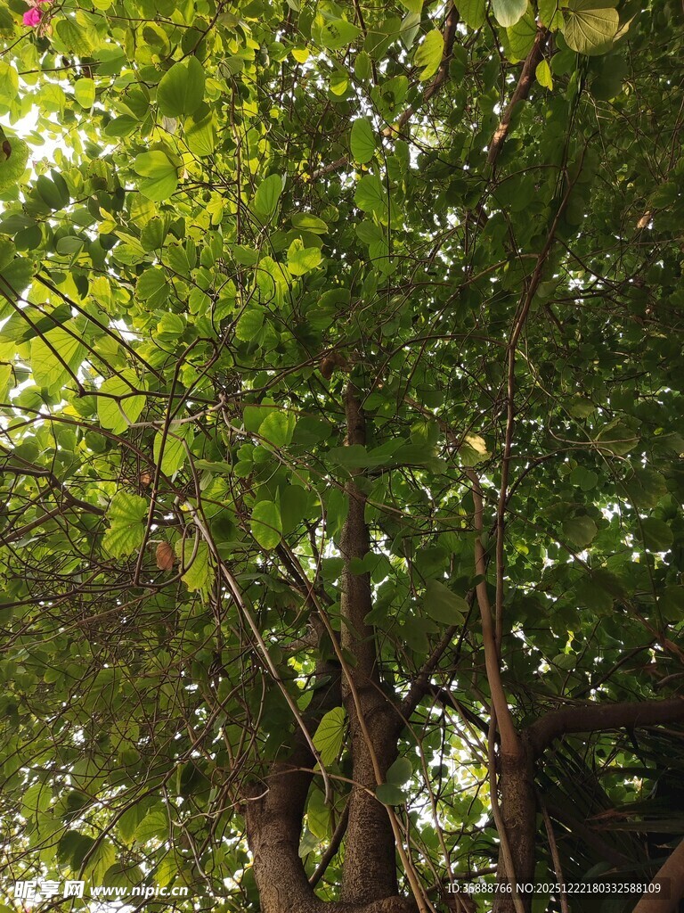 阳光洒落茂密绿荫树冠