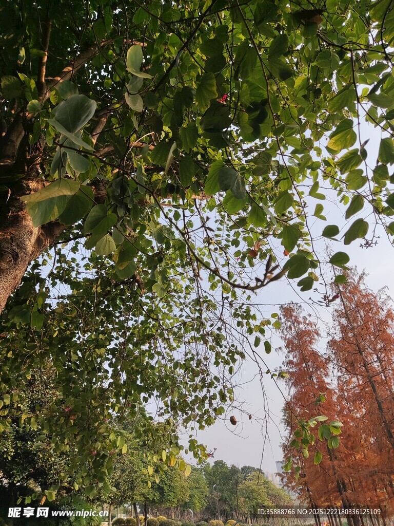 绿树红枫交映的自然景致