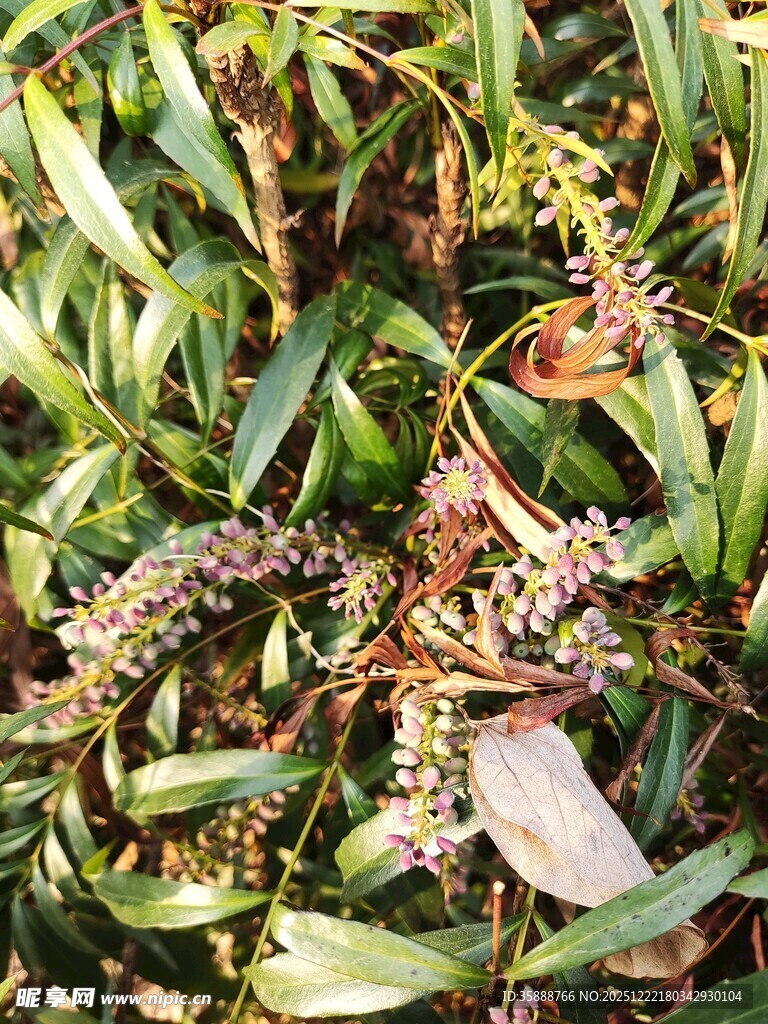 绿叶间的植物花朵特写