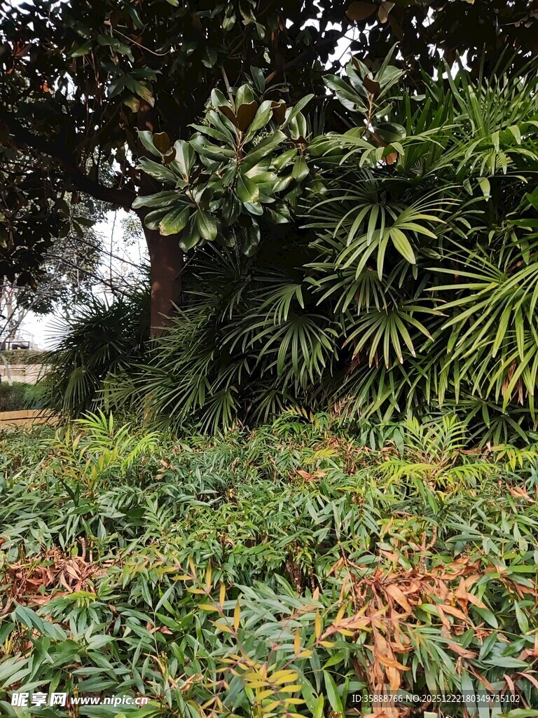 繁茂绿植景观