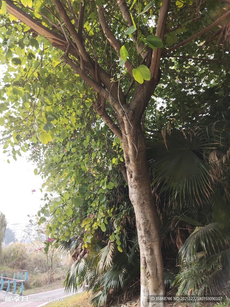 林间小道旁的葱郁树木