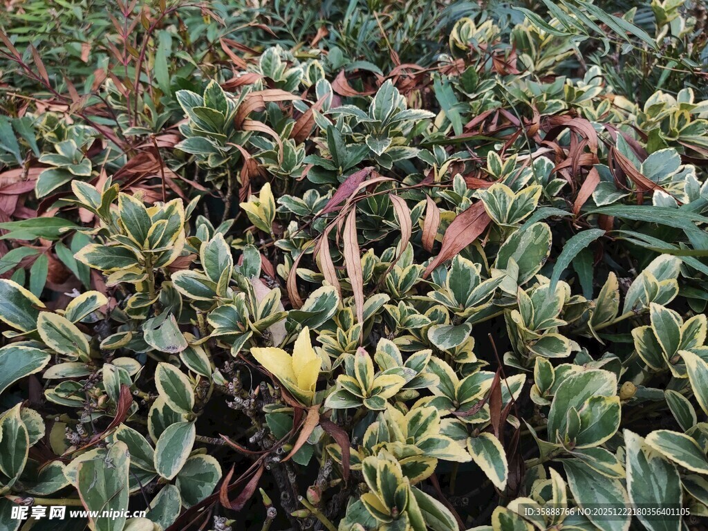 多彩叶片植物景观