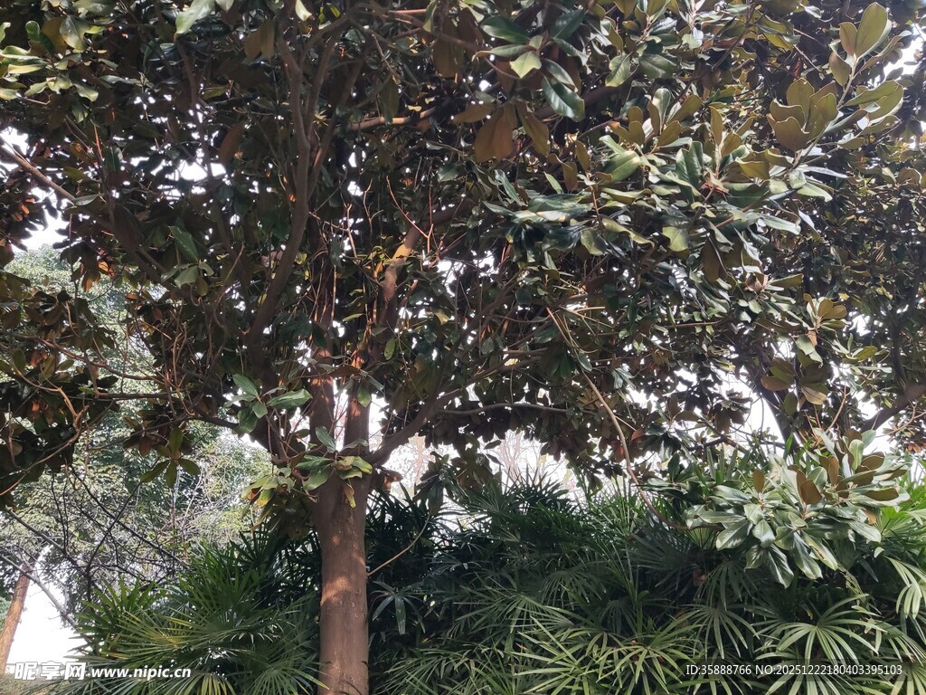 高大树木与繁茂绿植景观