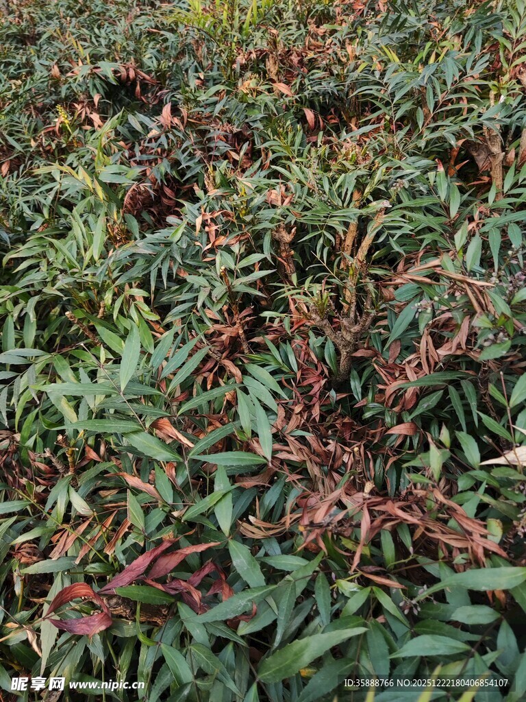 多彩植物叶片特写