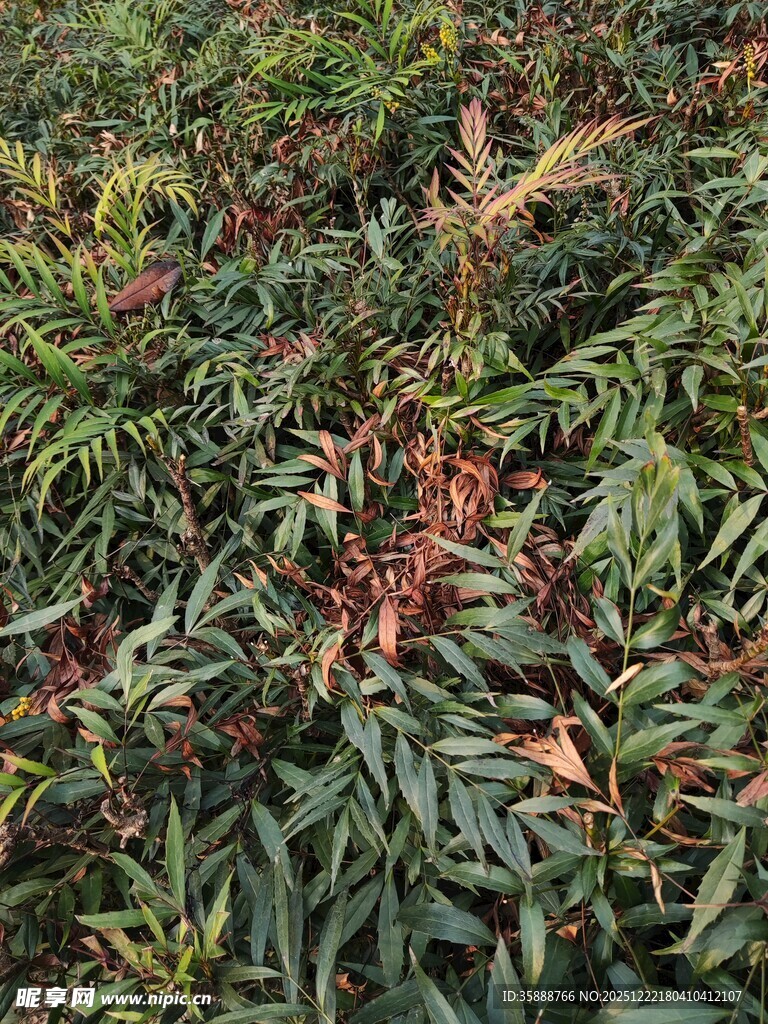 多彩叶片植物特写