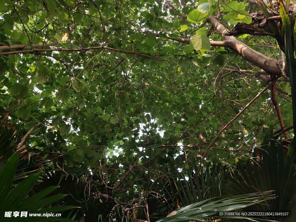 茂密丛林中的繁茂枝叶
