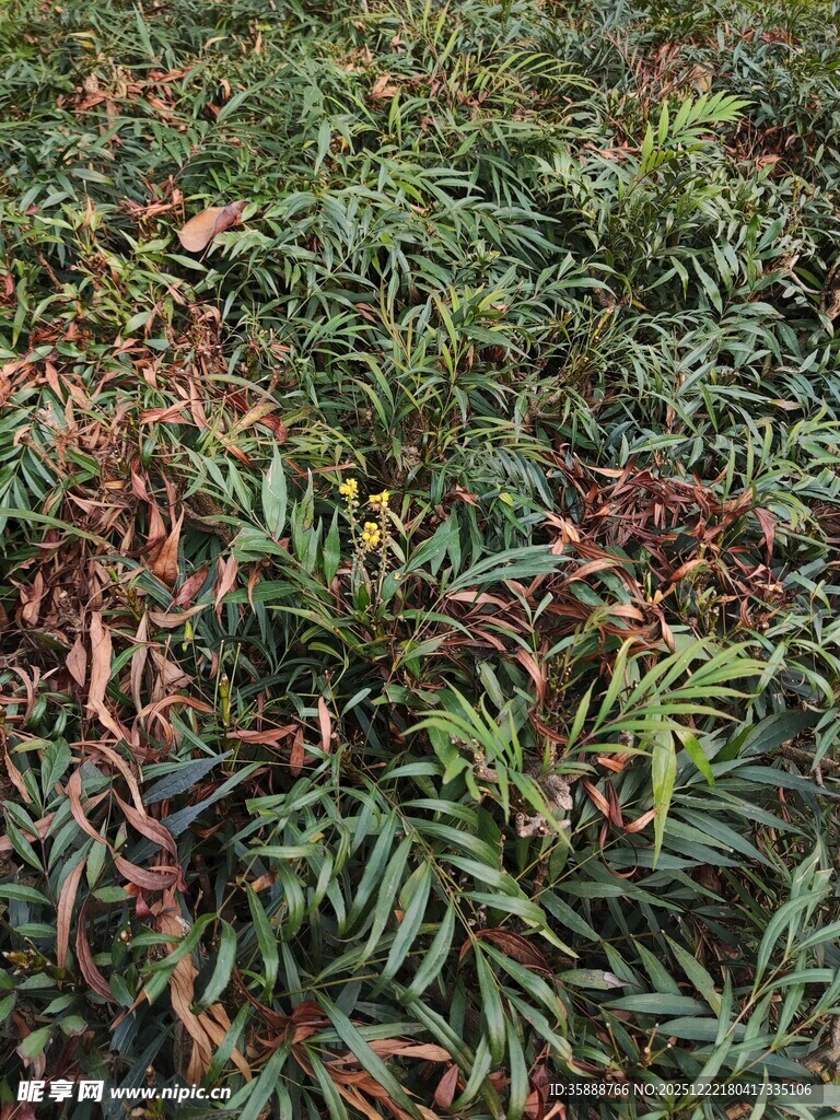 多彩枝叶植物景观