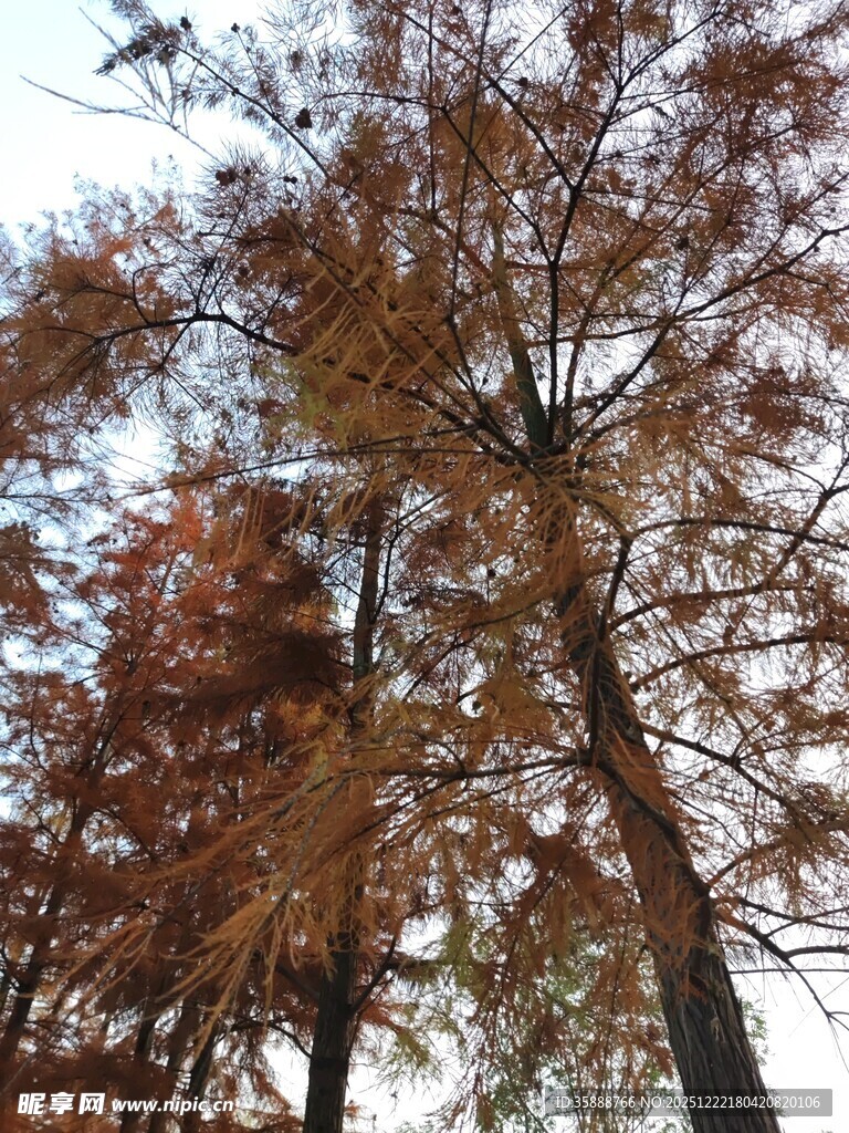 秋日挺拔的水杉树景观