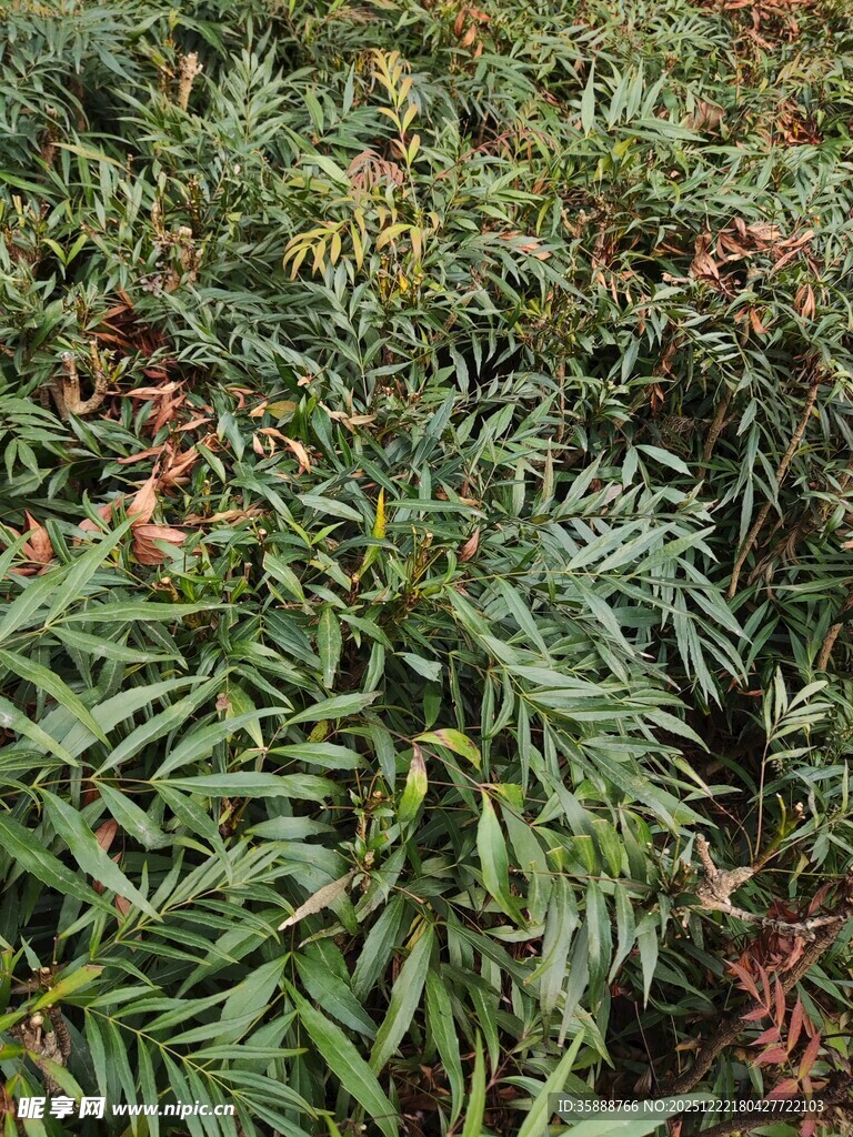 茂密绿植景观