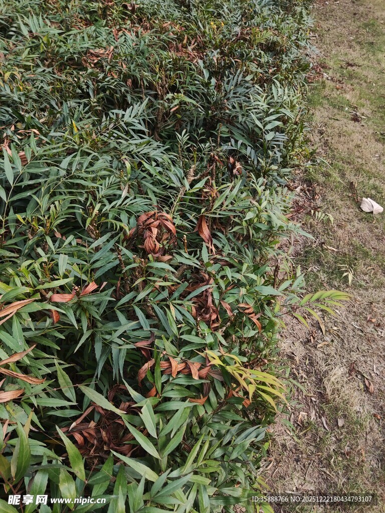 地面上的多彩植物