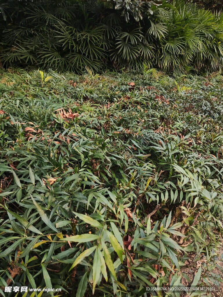 茂密绿植景观