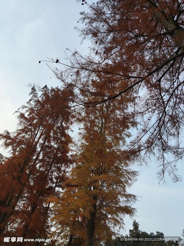 秋日金黄树木景致