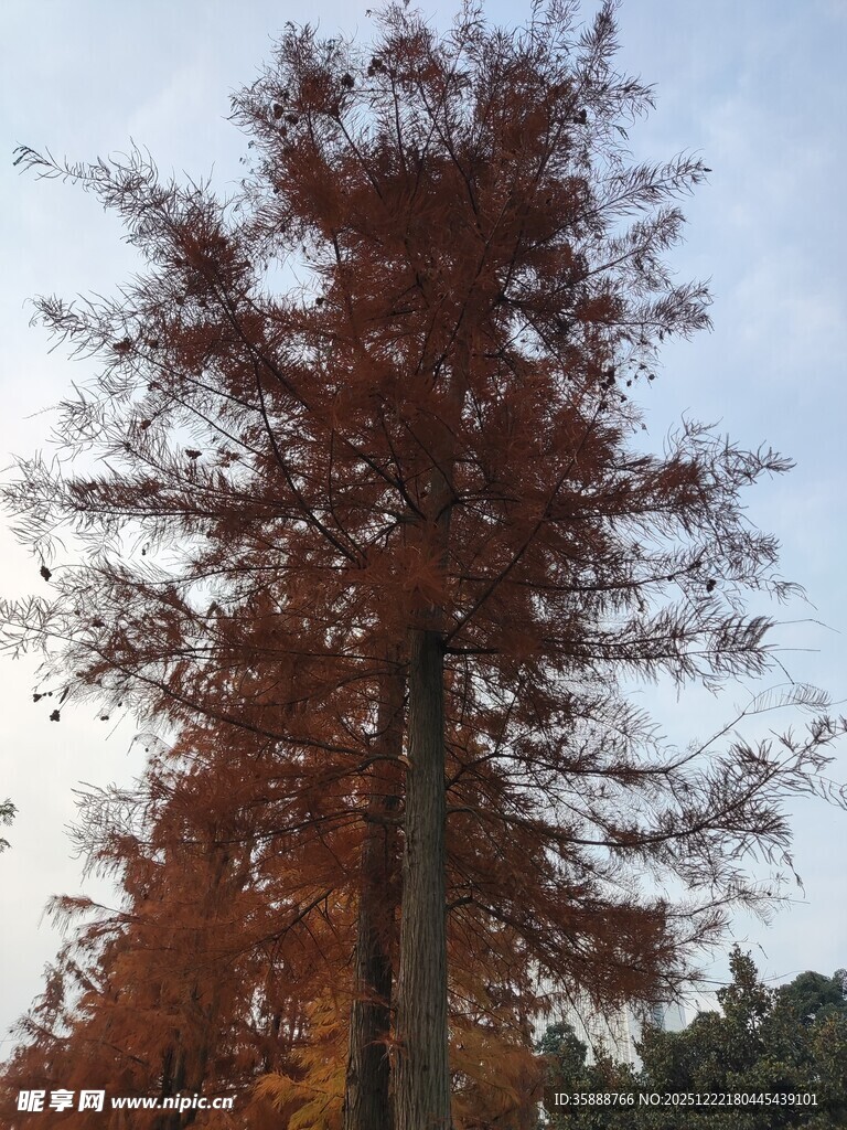 秋日红杉树美景