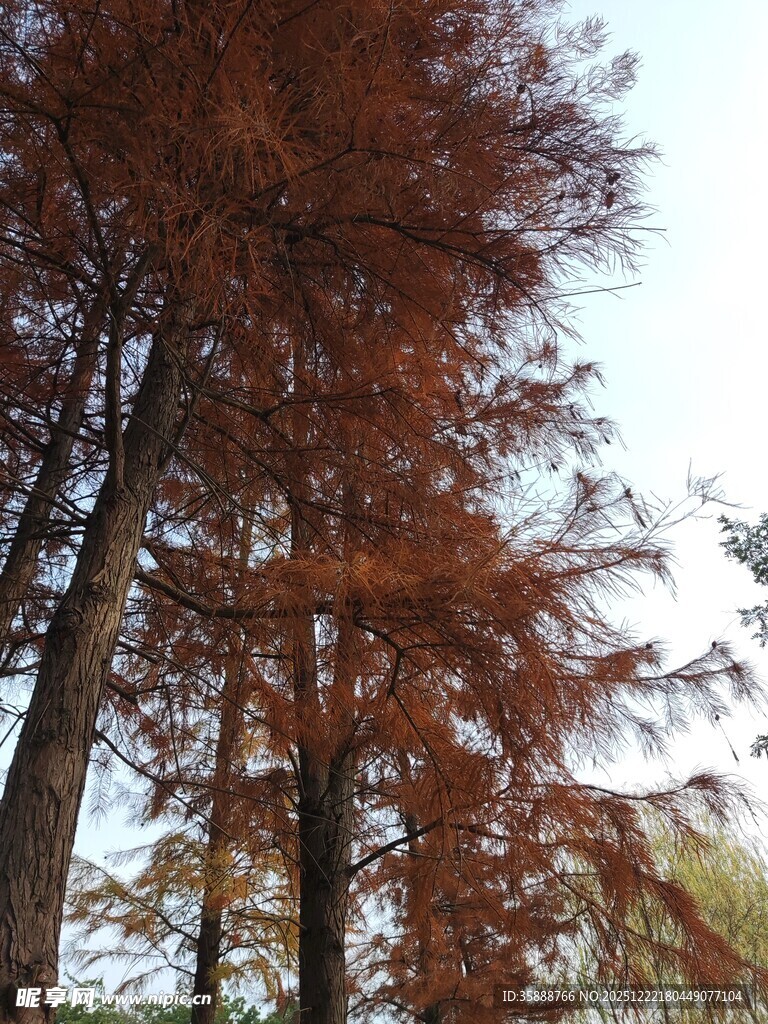 秋日红杉树景观