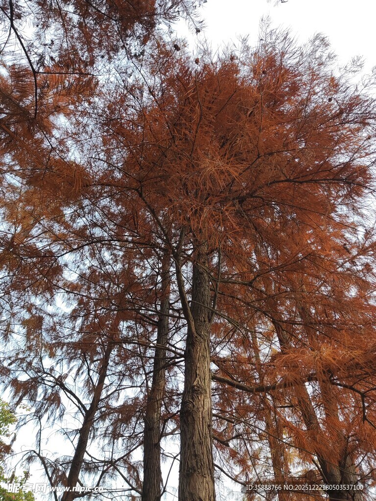 秋日红杉林景色