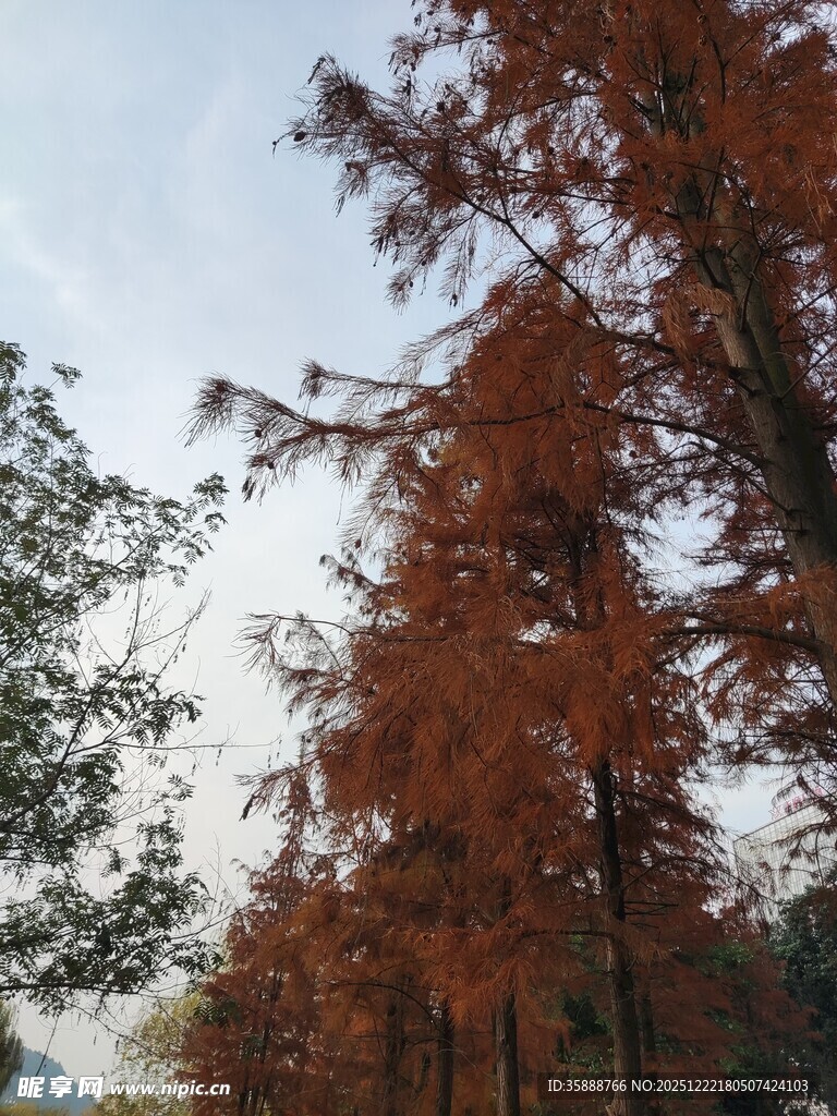 秋日红杉树美景