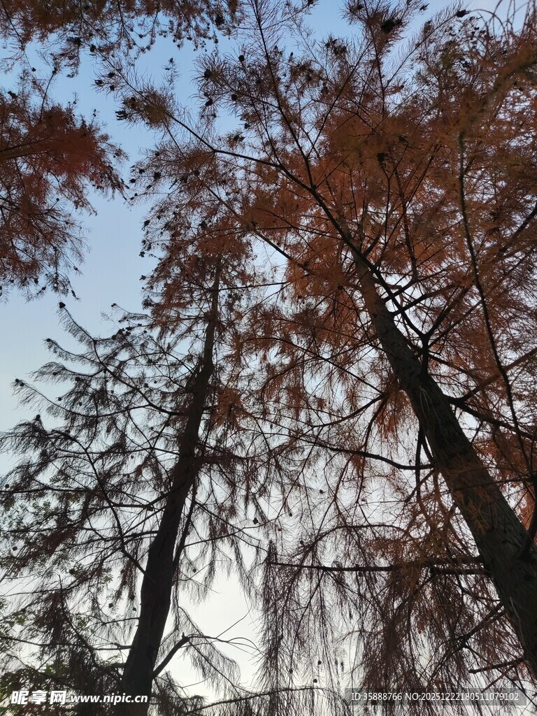 秋日挺拔松树景象