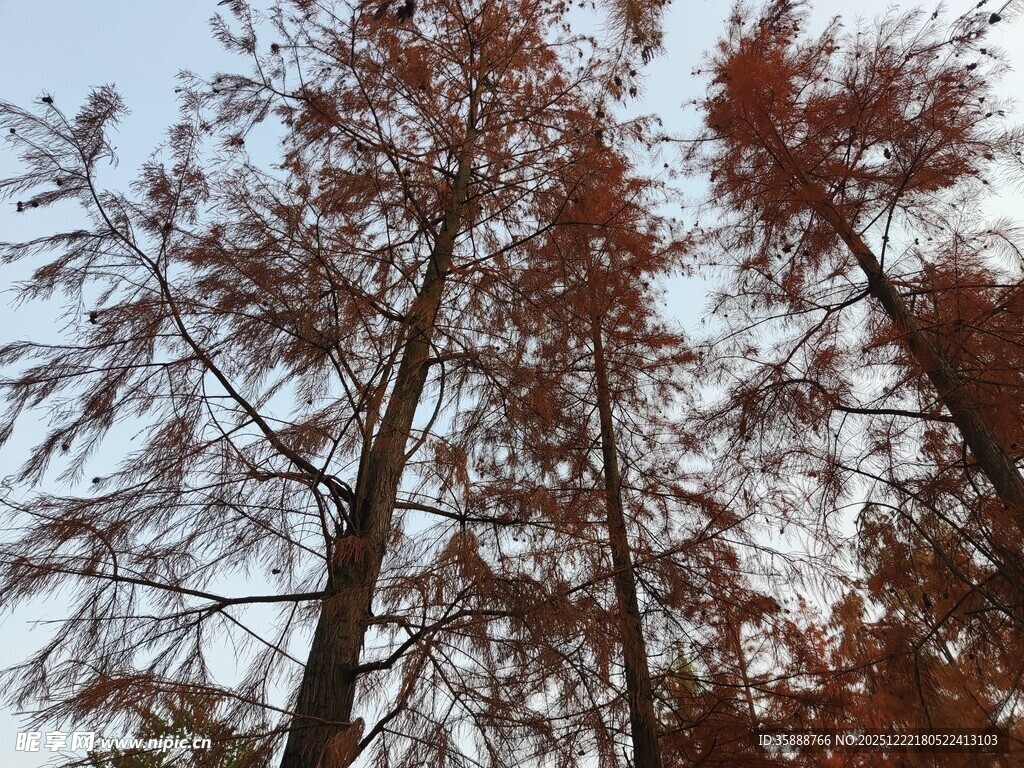 秋日红杉树景致