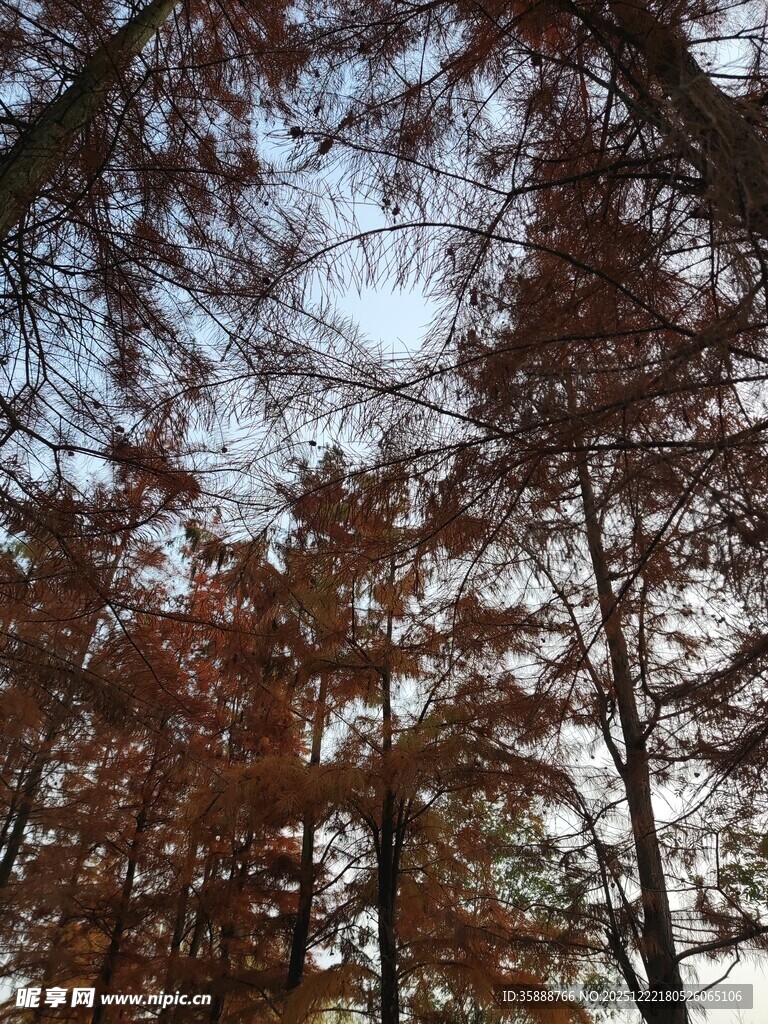 冬日红杉林树梢景致