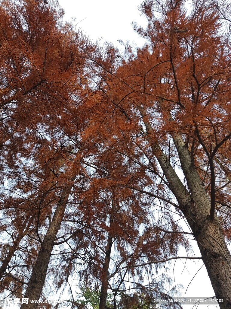 秋日红杉林美景