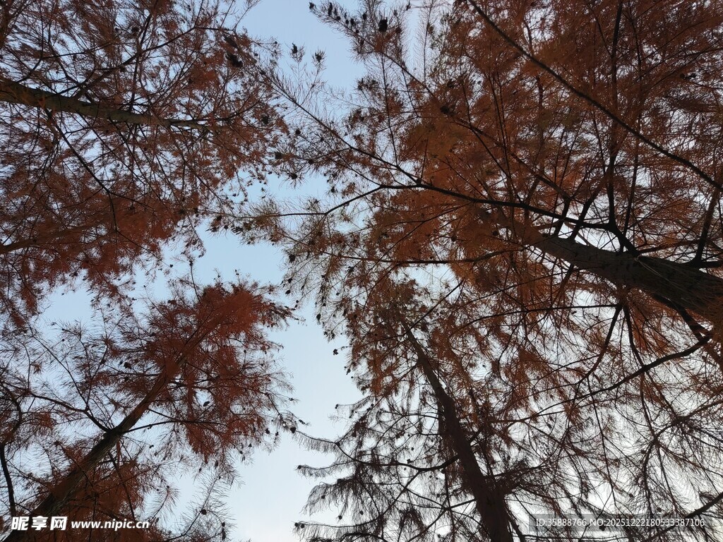 仰观红杉树的斑斓树冠