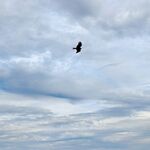 天空中翱翔的黑色飞鸟