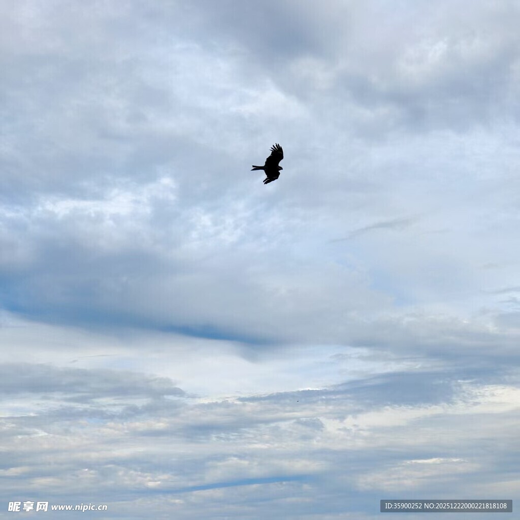 天空中翱翔的黑色飞鸟